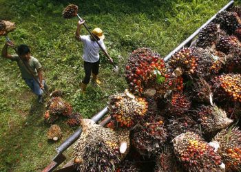 KELUHAN PENEROKA DAN PEKEBUN KECIL