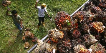 KELUHAN PENEROKA DAN PEKEBUN KECIL