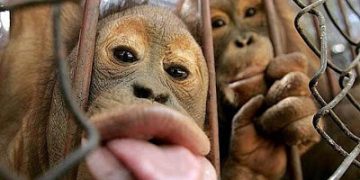 KENAPA SAMPAI PERLU MENGHINA?