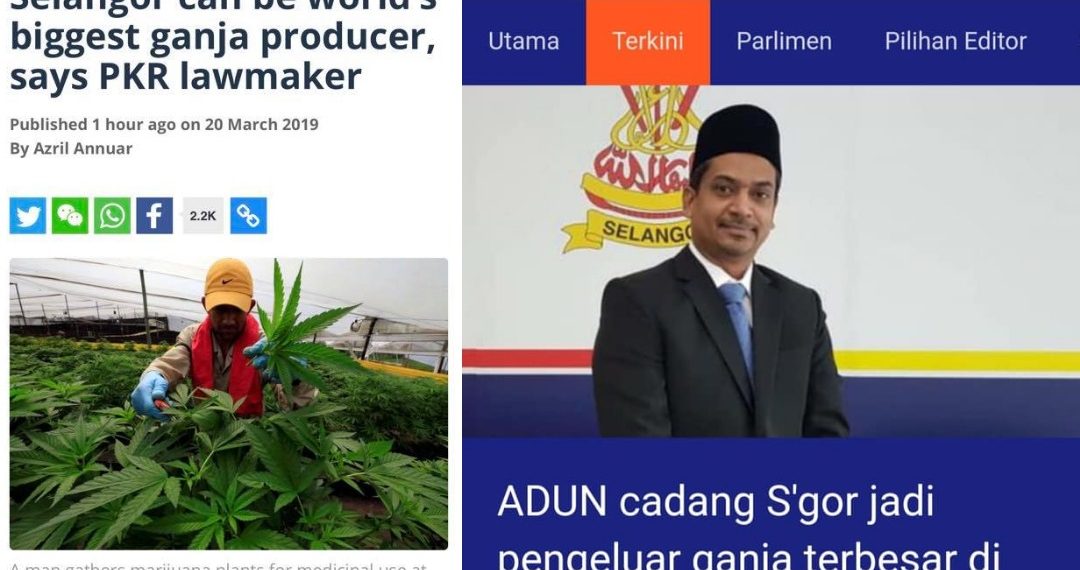 SELANGOR JADI PENGELUAR GANJA TERBESAR DUNIA?