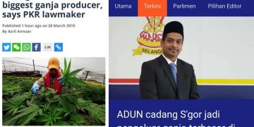 SELANGOR JADI PENGELUAR GANJA TERBESAR DUNIA?