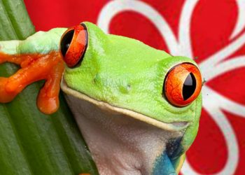 PESTA “MENYEMBELIH KATAK” DI PRN MELAKA