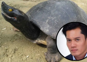 TUNTUNG SUNGAI MALAYSIA: KEPENTINGAN PEMULIHARAAN DAN MASA DEPAN EKOSISTEM AIR