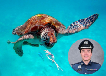 PENYU: DINOSAUR LAUT YANG KIAN TERANCAM